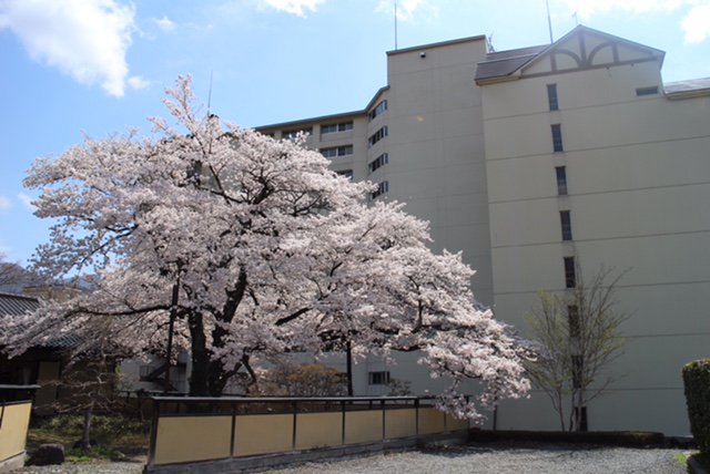 西側の桜