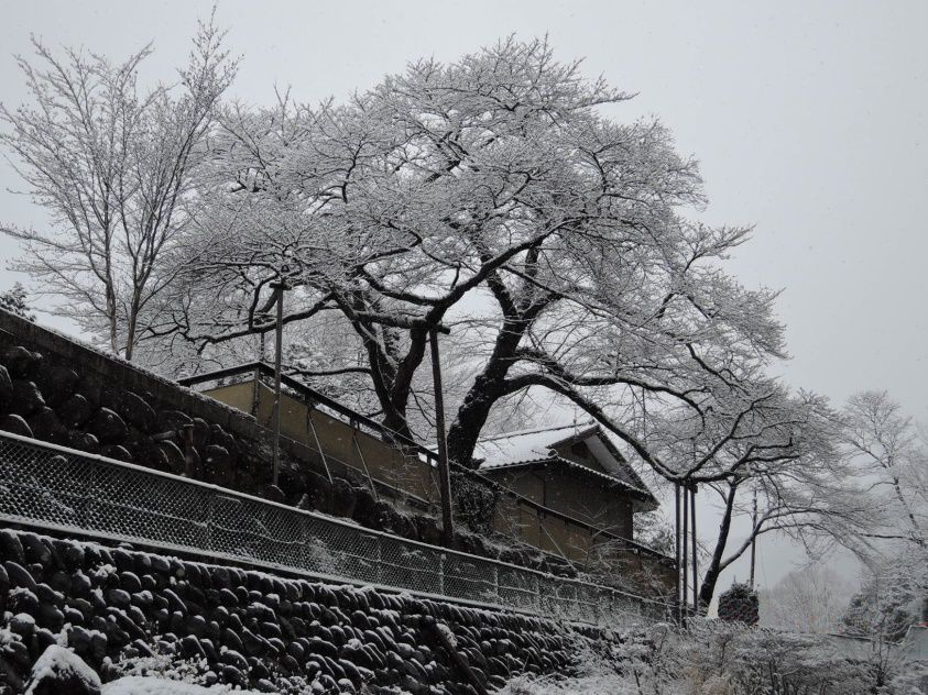 雪景色の桜